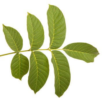 Ceviz bir dalda bırakır. Beyaz arka plan üzerinde izole