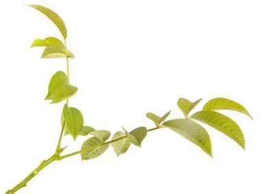 Ceviz bir dalda bırakır. Beyaz arka plan üzerinde izole