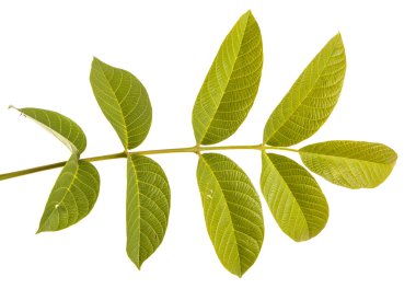 Ceviz bir dalda bırakır. Beyaz arka plan üzerinde izole