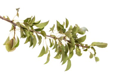 Armut bir dalı ile yaprakları üzerinde izole beyaz arka plan