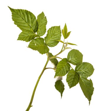 Yeşil Ahududu yaprakları. Beyaz arka plan üzerinde izole