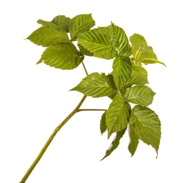 Yeşil Ahududu yaprakları. Beyaz arka plan üzerinde izole