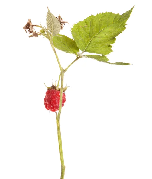 Raspberries on a branch with leaves. on a white background — Stock Photo, Image