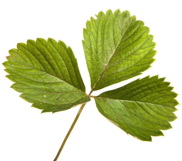 Strawberry leaves isolated on a white background — Stock Photo, Image