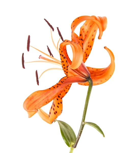 Tiger lily flower bud isolated on white background — Stock Photo, Image