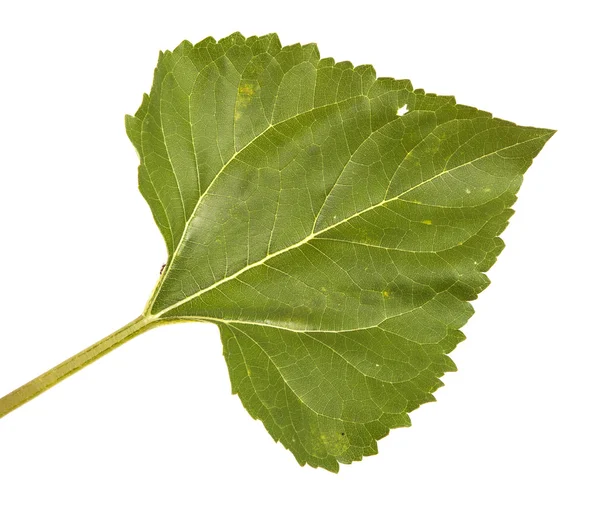 Gröna blad av en solros isolerad på en vit bakgrund — Stockfoto