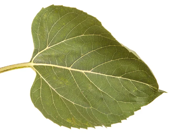 Feuilles vertes d'un tournesol isolé sur fond blanc — Photo