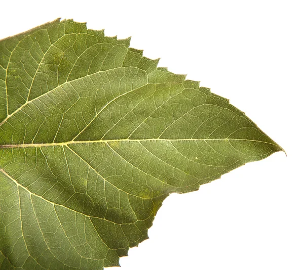 흰색 배경에 고립 된 해바라기의 잎의 일부 — 스톡 사진