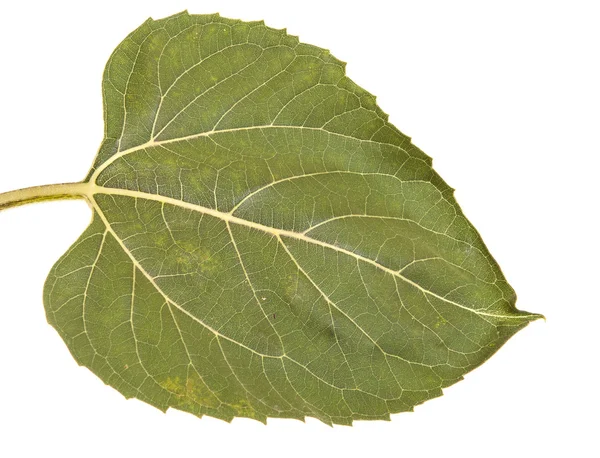 Green leaves of a sunflower isolated on a white background — Stock Photo, Image