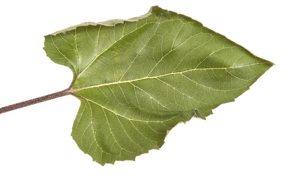 흰색 배경에 고립 된 해바라기의 녹색 잎 — 스톡 사진
