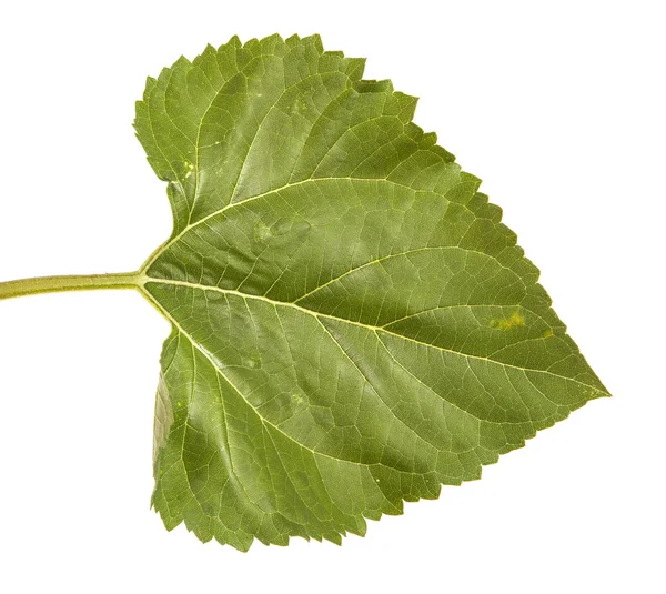 Πράσινα φύλλα ενός ηλιοτρόπιου που απομονώνονται σε λευκό φόντο — Φωτογραφία Αρχείου