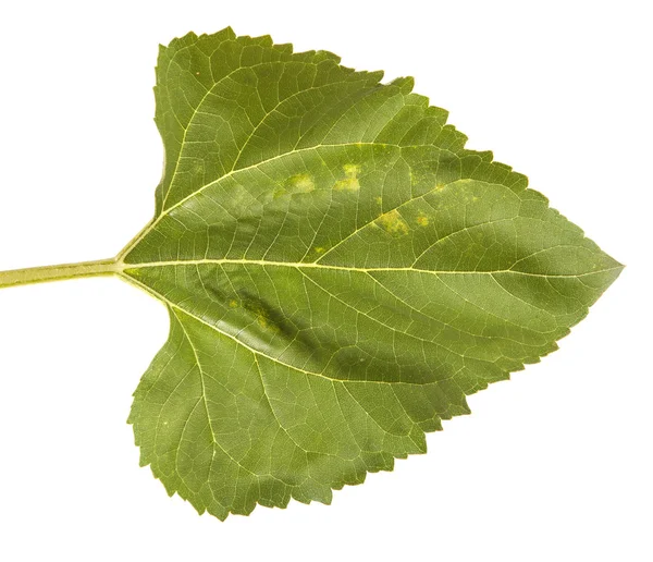 Green leaves of a sunflower isolated on a white background — Stock Photo, Image