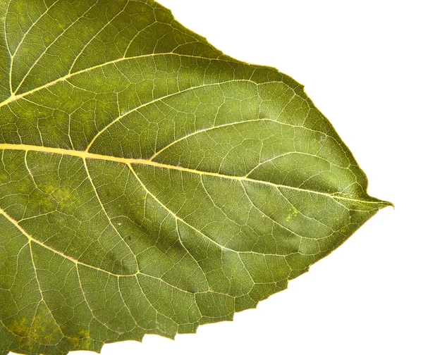 Part of the leaf of a sunflower isolated on a white background — Stock Photo, Image