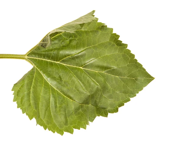 白い背景に分離されたヒマワリの緑の葉します。 — ストック写真