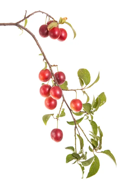 Cherry-plum branch with berries and leaves isolated on white bac — Stock Photo, Image