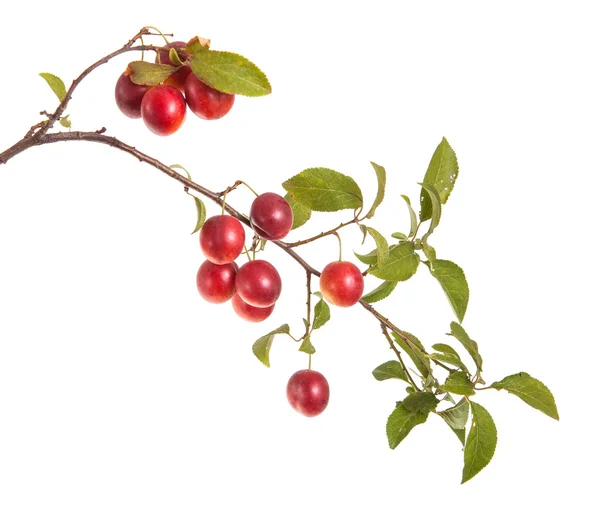 Cabang cherry-plum dengan buah beri dan daun terisolasi di kulit putih — Stok Foto