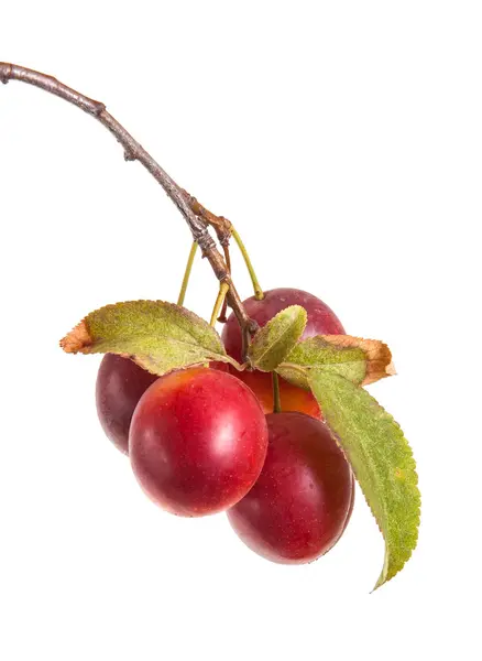 Cabang cherry-plum dengan buah beri dan daun terisolasi di kulit putih — Stok Foto