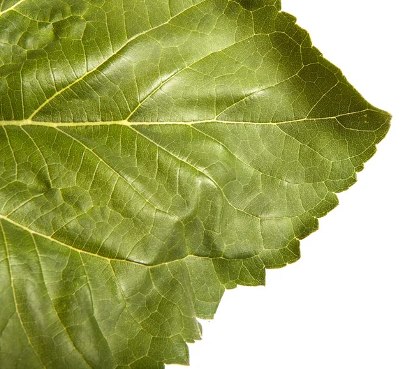 Part of the leaf of a sunflower isolated on a white background — Stock Photo, Image