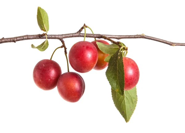 Cabang cherry-plum dengan buah beri dan daun terisolasi di kulit putih — Stok Foto