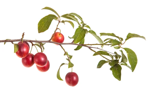 Вишнева гілка з ягодами та листям ізольовані на білому фоні — стокове фото