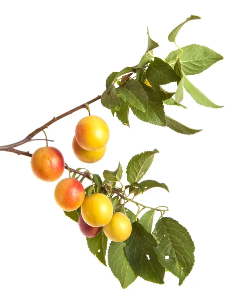 Cherry-plum branch with berries and leaves isolated on white bac — Stock Photo, Image