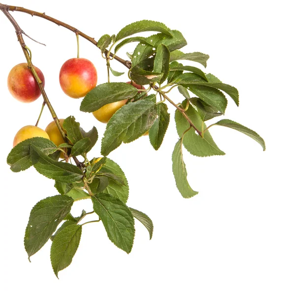 Cherry-plum branch with berries and leaves isolated on white bac — Stock Photo, Image