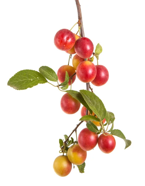 Cherry-plum branch with berries and leaves isolated on white bac — Stock Photo, Image