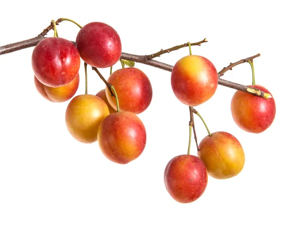 Cabang cherry-plum dengan beri terisolasi di latar belakang putih — Stok Foto