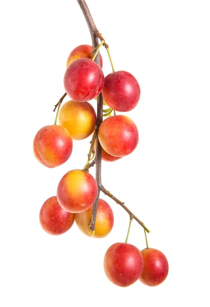 Cabang cherry-plum dengan beri terisolasi di latar belakang putih — Stok Foto