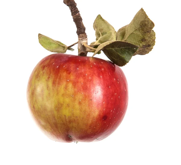 Pomme mûre sur une branche avec des feuilles isolées sur fond blanc — Photo