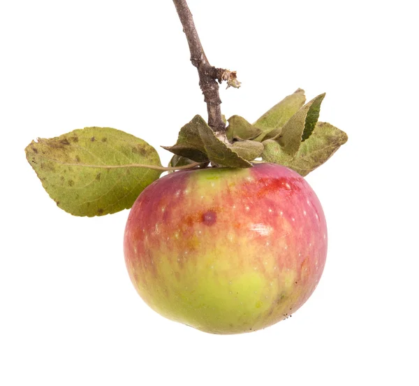 Pomme mûre sur une branche avec des feuilles isolées sur fond blanc — Photo