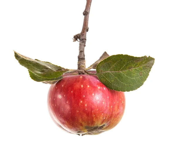 Pomme mûre sur une branche avec des feuilles isolées sur fond blanc — Photo