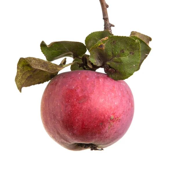 Reifer Apfel auf einem Zweig mit isolierten Blättern auf weißem Hintergrund — Stockfoto