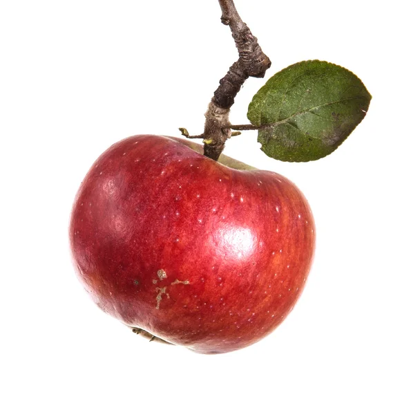 Pomme mûre sur une branche avec des feuilles isolées sur fond blanc — Photo