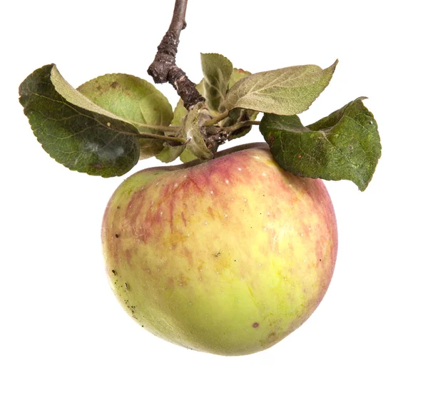 Pomme mûre sur une branche avec des feuilles isolées sur fond blanc — Photo