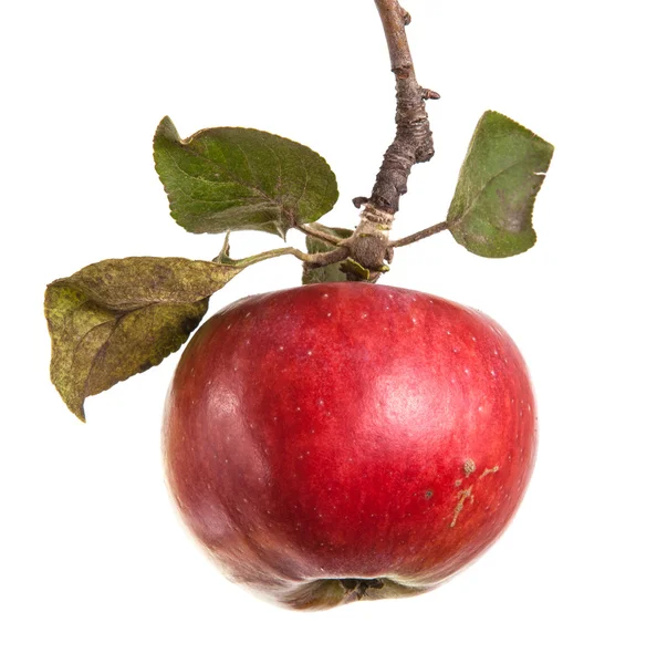 Măr copt pe o ramură cu frunze izolate pe fundal alb — Fotografie, imagine de stoc