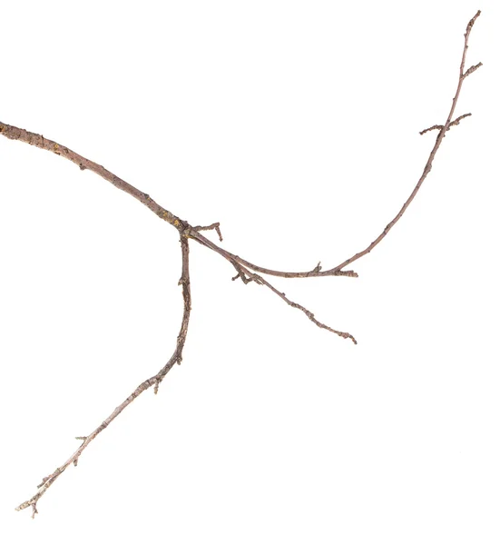 건조 사과 나무 가지 흰색 배경에 고립 — 스톡 사진