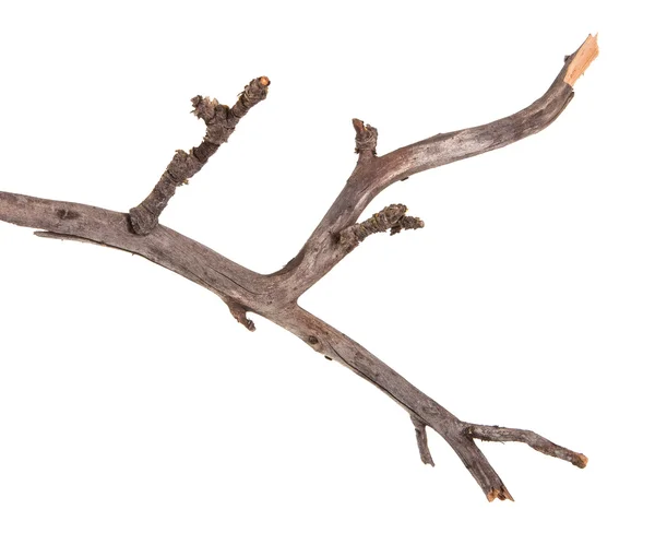 Dry apple tree branch isolated on white background — Stock Photo, Image
