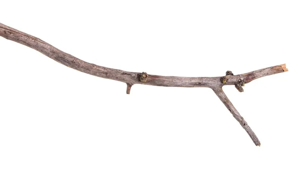 Dry apple tree branch isolated on white background — Stock Photo, Image