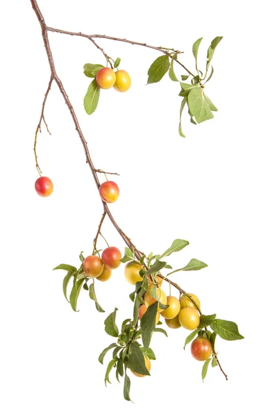 Kirsch-Pflaumen-Zweig mit Beeren und Blättern isoliert auf weißem Bac — Stockfoto