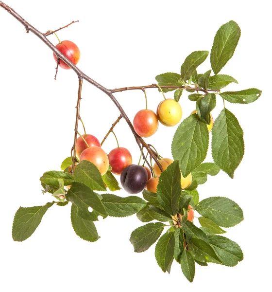 Cherry-plommon gren med bär och blad isolerad på vita bac — Stockfoto