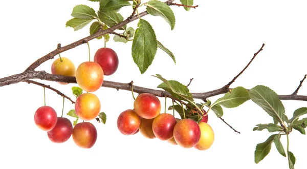 Cherry-plommon gren med bär och blad isolerad på vita bac — Stockfoto