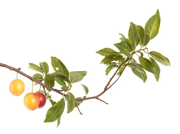 Ramo de cereja-ameixa com bagas e folhas isoladas em bac branco — Fotografia de Stock