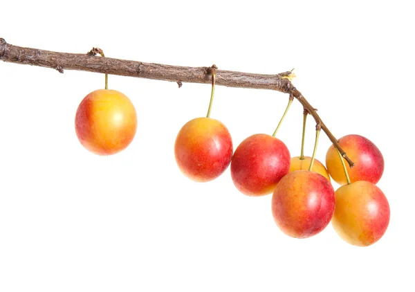Ciruela con ramas de frutas aisladas sobre fondo blanco — Foto de Stock