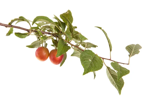 Cabang cherry-plum dengan buah beri dan daun terisolasi di kulit putih — Stok Foto