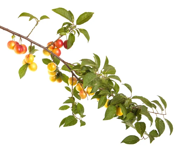 Cherry-plum branch with berries and leaves isolated on white bac — Stock Photo, Image