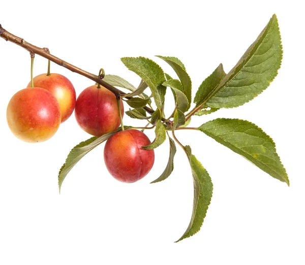 Kiraz eriği şube çilek ve üzerinde beyaz bac izole yaprakları ile