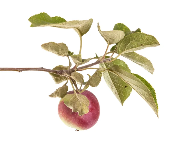 Гілка з стиглими яблуками і листям. ізольовані на білому фоні — стокове фото