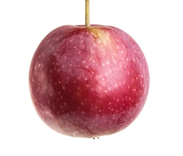 Pomme mûre sur la branche isolée sur fond blanc — Photo