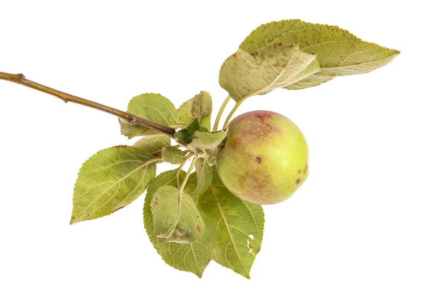 Branch with ripe apples and leaves. isolated on white background — Stock Photo, Image